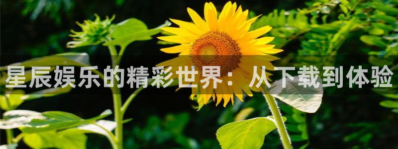 长征平台：星辰娱乐的精彩世界：从下载到体验